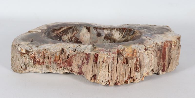 Fossile a forma ovale sagomata
