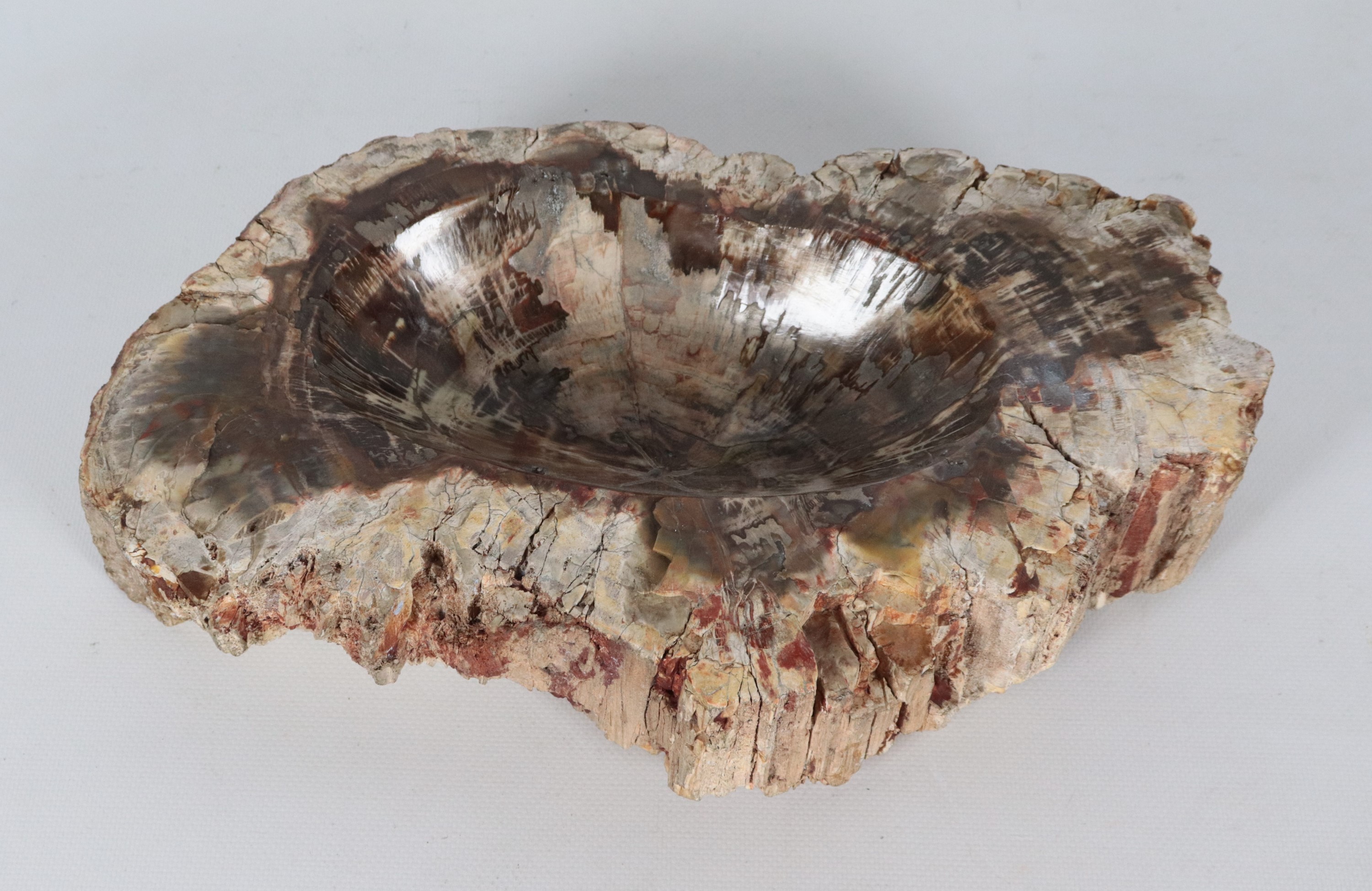 Fossile a forma ovale sagomata