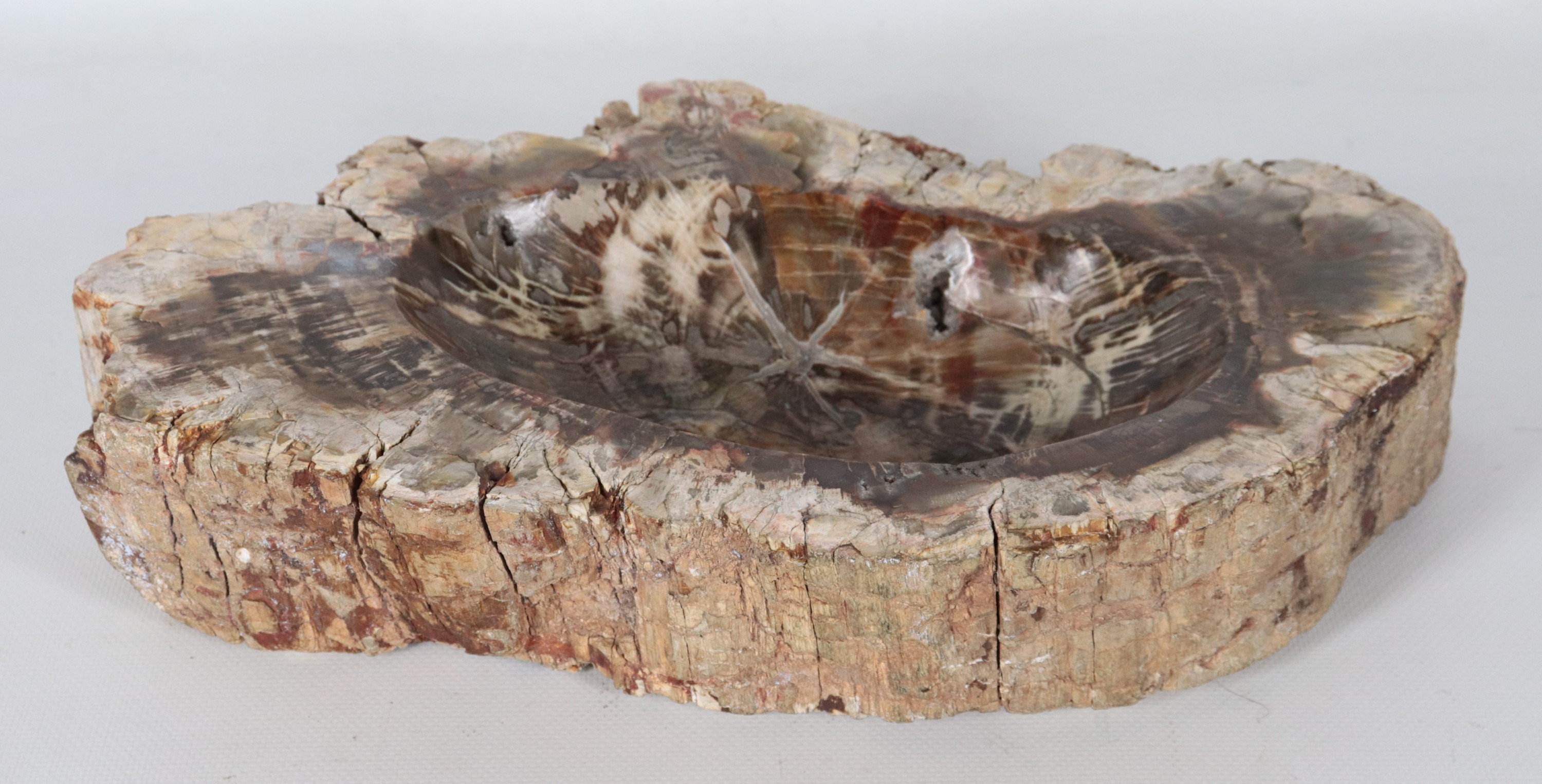 Fossile a forma ovale sagomata