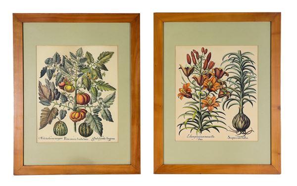 Coppia di antiche stampe botaniche acquarellate