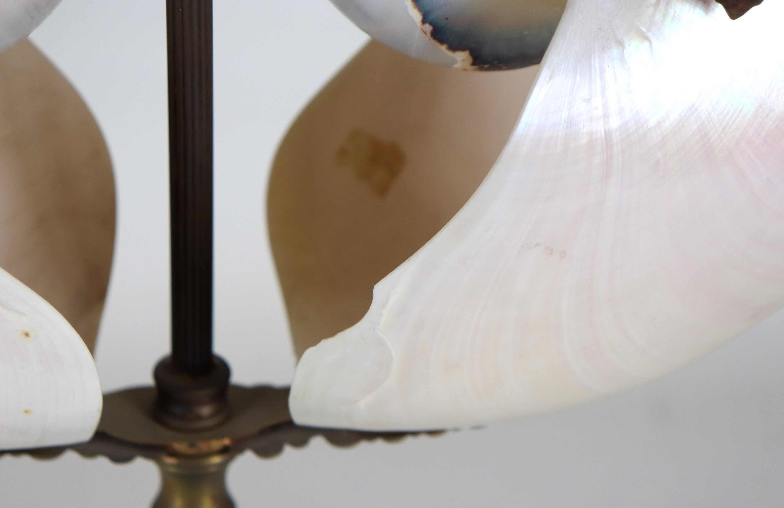 Lotto di quattro Nautilus montati a coppia su supporti in bronzo sbalzato. Lieve mancanza a una c...