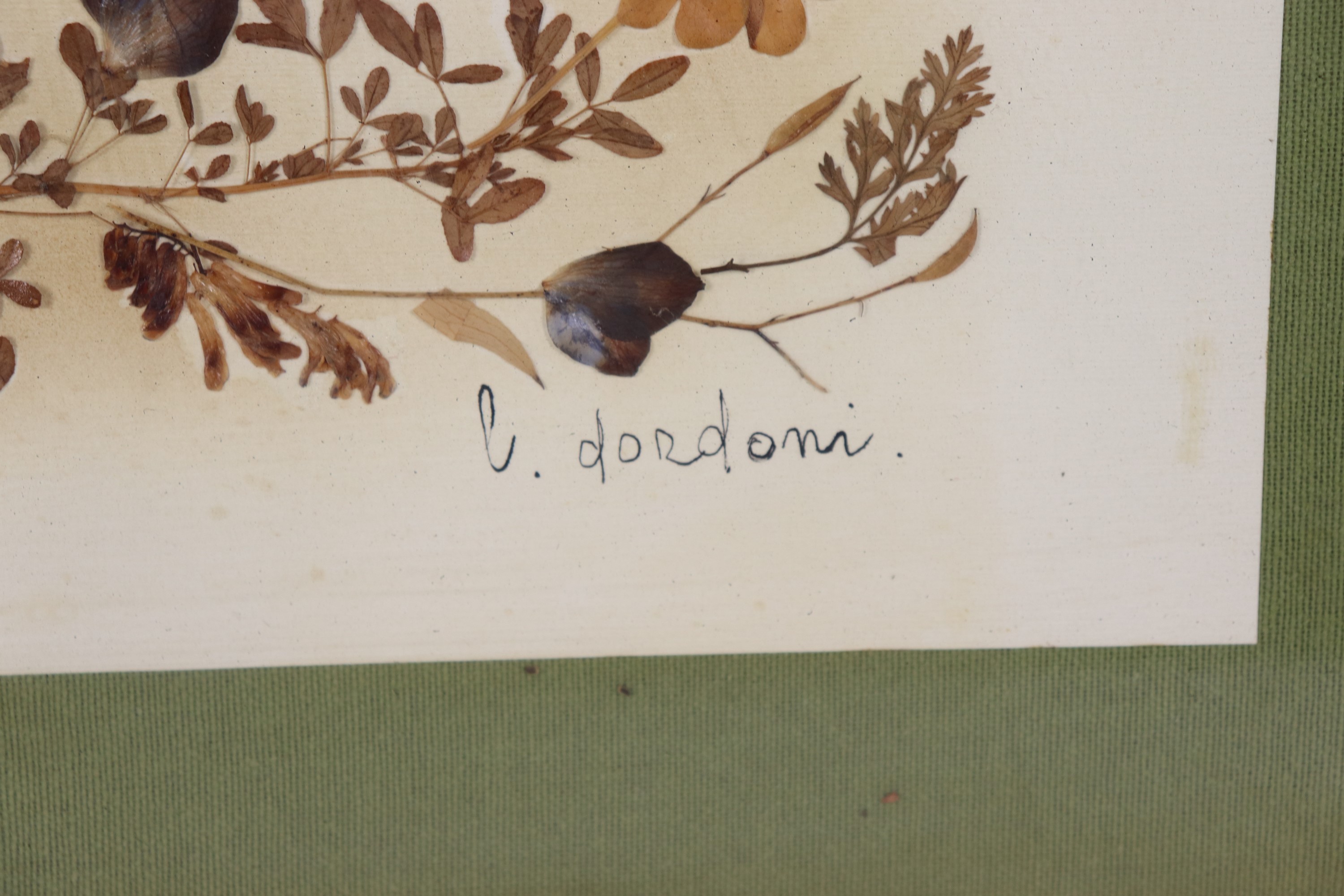 "Fiori e foglie autunnali"